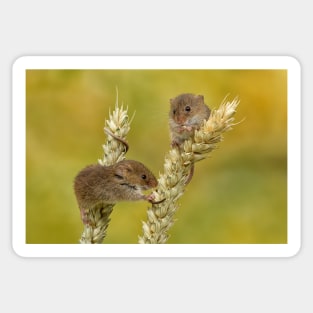 harvest mice on corn Sticker